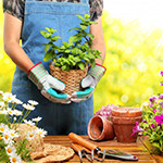 Home & Garden
